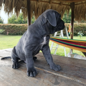 Photo №1. cane corso - for sale in the city of Warsaw | negotiated | Announcement № 171210