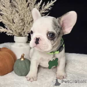 Photo №3. Sweet, chic, and full of snuggles Cocos ready to steal your heart in true. Ireland