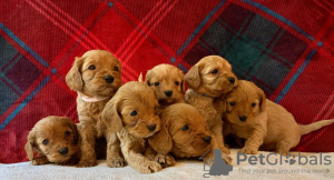 Photo №1. non-pedigree dogs - for sale in the city of Bamberg | Is free | Announcement № 117879