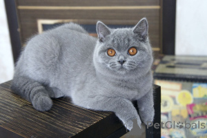 Photo №1. british shorthair - for sale in the city of Alkmar | negotiated | Announcement № 167880