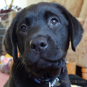 Photo №3. Labrador Retriever Puppies.. Sweden
