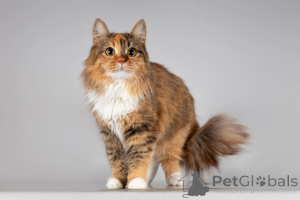 Photo №3. Beautiful Fiona is in good hands.. Russian Federation