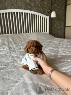 Photo №1. maltipu - for sale in the city of Berlin | 471$ | Announcement № 136366