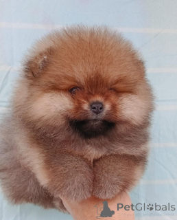 Photo №4. I will sell pomeranian in the city of Bogotá. breeder - price - 1200$