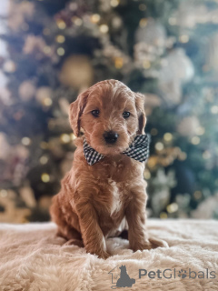 Photo №2 to announcement № 161532 for the sale of poodle (toy) - buy in Germany from the shelter, breeder