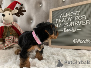 Photo №3. Тражим вољене домове заувек за слатке штенце јоркширског овчара старе 10 недеља.. Montenegro