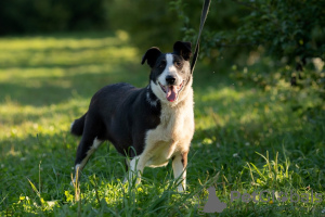 Photo №3. Wonder dog Kiki is looking for a home.. Russian Federation