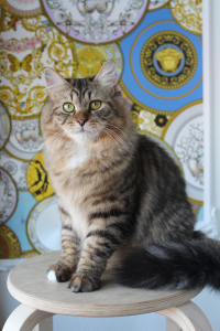 Photo №2 to announcement № 4038 for the sale of siberian cat - buy in Russian Federation from nursery