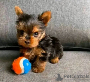 Photo №3. Yorkies puppy. United States