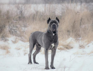 Photo №1. cane corso - for sale in the city of Moscow | Is free | Announcement № 1000