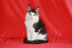 Photo №2 to announcement № 6345 for the sale of maine coon - buy in Russian Federation private announcement