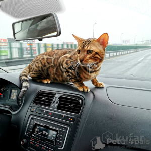 Photo №4. Mating bengal cat in Belarus. Announcement № 8972