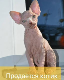 Photo №1. sphynx-katze - for sale in the city of St. Petersburg | 333$ | Announcement № 2934
