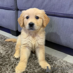 Photo №1. golden retriever - for sale in the city of Дублин | Is free | Announcement № 125311