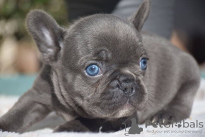 Photo №4. I will sell french bulldog in the city of Würzburg. private announcement - price - 338$