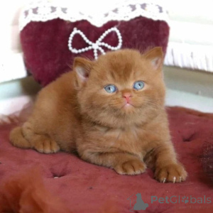 Photo №1. british shorthair - for sale in the city of Bietigheim-Bissingen | 361$ | Announcement № 176676