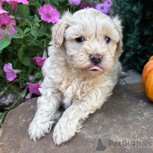 Photo №1. maltipu - for sale in the city of Berlin | 329$ | Announcement № 152906