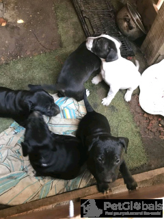 Photo №2 to announcement № 134572 for the sale of bull terrier - buy in United States 