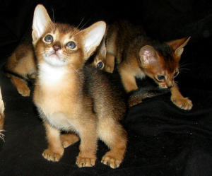 Additional photos: Abyssinian kittens Nursery Abyssinian, Bengal cats sunnybunny.by