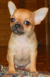 Photo №3. Chihuahua babies. Russian Federation