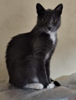 Photo №1.  - for sale in the city of Minsk | Is free | Announcement № 157489