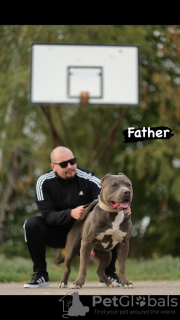 Additional photos: AMERICAN BULLY Xl