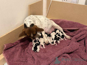 Photo №3. We have Jack Russell Bitches puppies looking for a 5 star new home, not working. United Kingdom