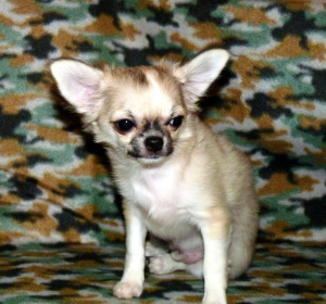 Photo №1. chihuahua - for sale in the city of Belgorod | Negotiated | Announcement № 5662