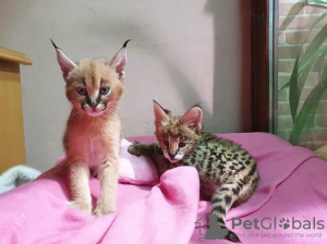 Additional photos: serval , savannah and caracal kittens available for loving homes