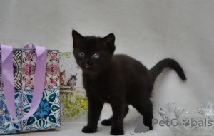 Photo №2 to announcement № 160414 for the sale of maine coon - buy in Germany breeder