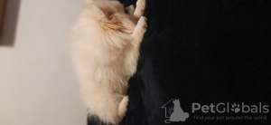 Photo №3. Pomeranian. Portugal