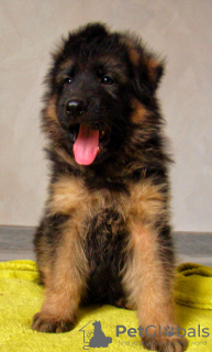 Additional photos: Long-haired German Shepherd puppies