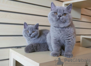 Photo №4. I will sell british shorthair in the city of Гамбург. from nursery, from the shelter, breeder - price - 211$