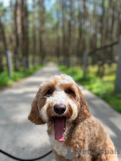 Photo №1. labradoodle - for sale in the city of Galway | negotiated | Announcement № 156415