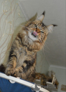 Photo №3. Mainecoon. Germany