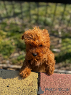Photo №3. Poodle toy chocolate & ginger. Romania