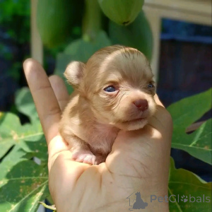 Photo №2 to announcement № 170104 for the sale of chihuahua - buy in United States breeder