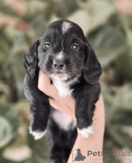 Photo №1. dachshund - for sale in the city of Geilo | negotiated | Announcement № 155450