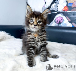 Photo №2 to announcement № 114861 for the sale of maine coon - buy in United States private announcement