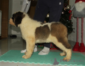 Photo №3. Saint Bernard puppies. Russian Federation