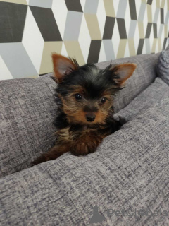 Photo №2 to announcement № 133379 for the sale of yorkshire terrier - buy in Germany private announcement