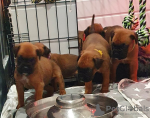 Additional photos: Boxer puppies for sale