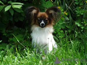 Photo №1. papillon dog - for sale in the city of Saratov | Is free | Announcement № 51180