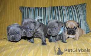 Photo №2 to announcement № 64744 for the sale of french bulldog - buy in Germany breeder