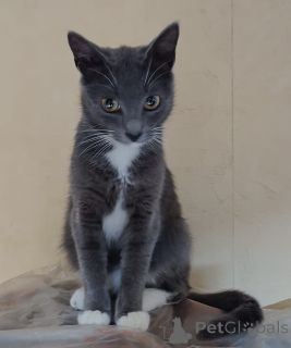 Photo №3. Affectionate Elfie. Belarus