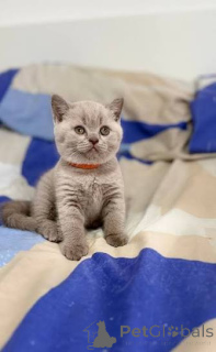 Photo №1. british shorthair - for sale in the city of Exning | negotiated | Announcement № 173813
