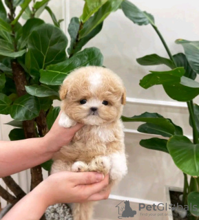 Photo №2 to announcement № 113001 for the sale of poodle (toy) - buy in Finland 