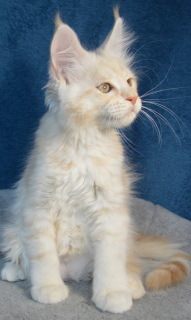 Photo №1. maine coon - for sale in the city of Tikhvin | 325$ | Announcement № 5008