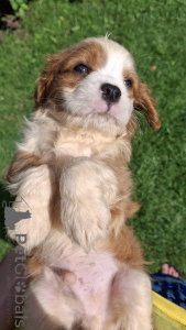 Photo №4. I will sell american cocker spaniel, english cocker spaniel, english springer spaniel, welsh springer spaniel, irish water spaniel, spanish water dog, spanisch mastiff, cavalier king charles spaniel, cavalier king charles spaniel, clumber spaniel, russian spaniel, tibetan spaniel in the city of Vilnius. private announcement, from nursery, breeder - price - 1135$