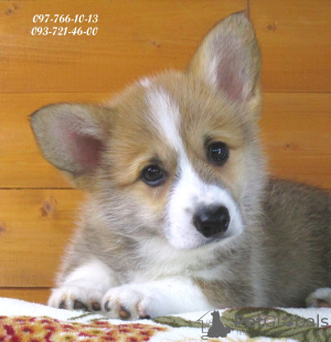 Photo №1. welsh corgi - for sale in the city of Dnipro | 1167$ | Announcement № 50782